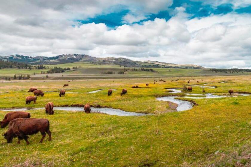 Bison graze in Yellowstone National Park.