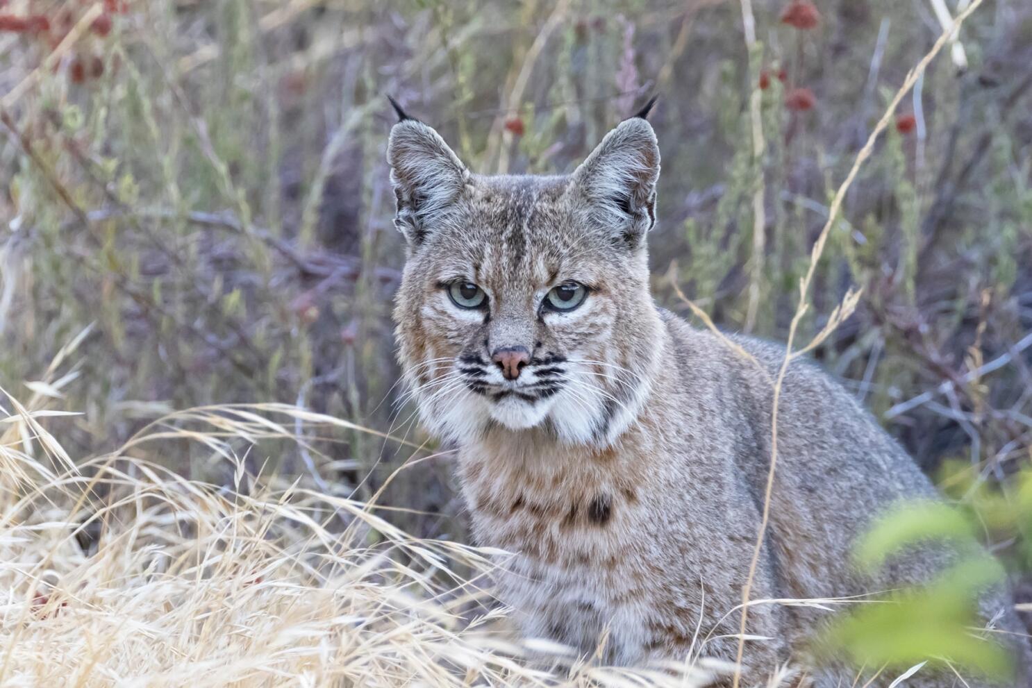 Bobcat Encounter at the Ogl Good Zoo