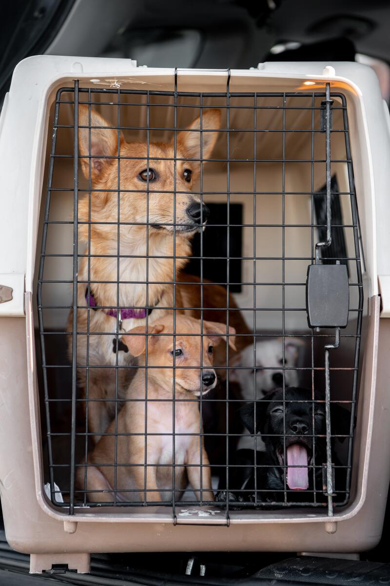 A mother dog and puppies in a crate.