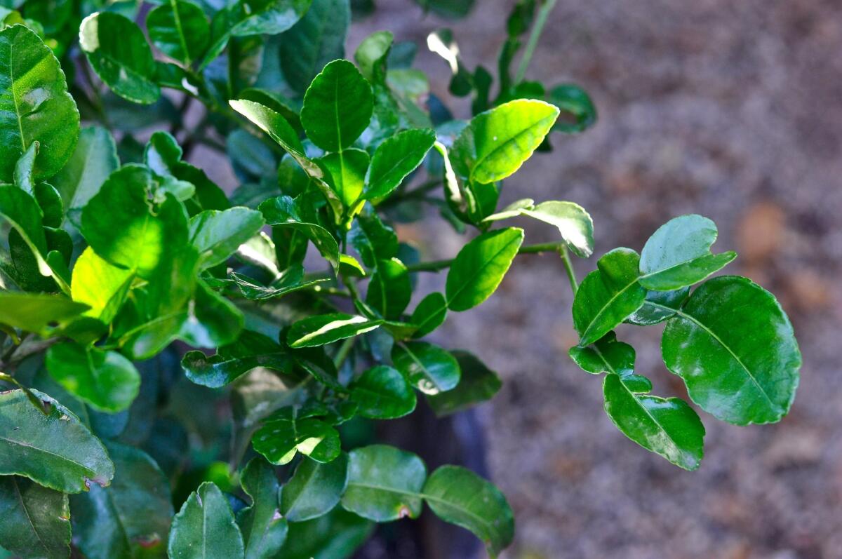 A small Thai lime tree, also called a kaffir lime, is potted in a Pasadena backyard.
