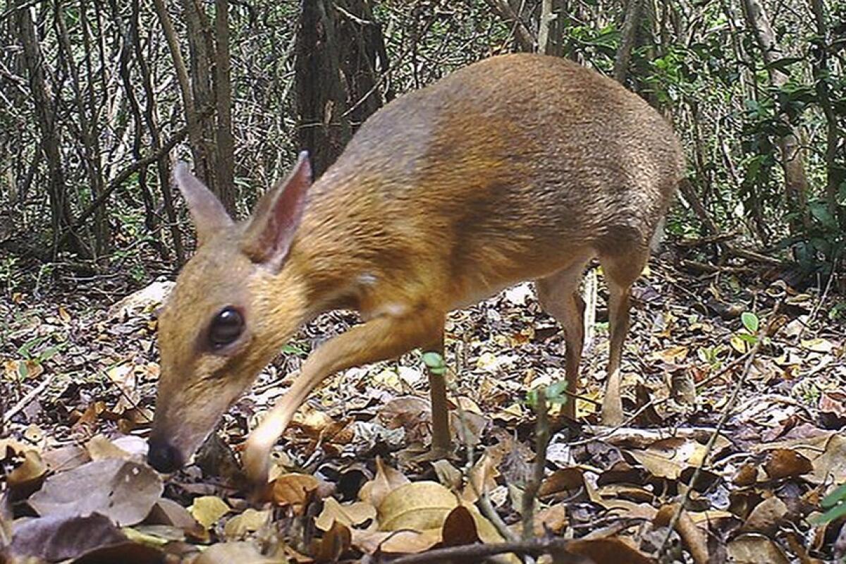 A silver-backed chevrotain in southern Vietnam, one of the rarest animals in the world.