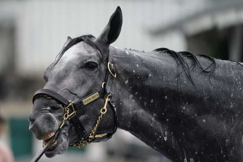 Kentucky Derby winner Essential Quality gets a bath after a workout at Churchill Downs on April 29