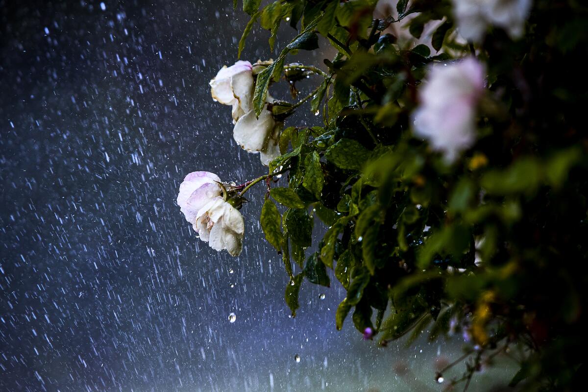 Sprinklers water grass and flowers.