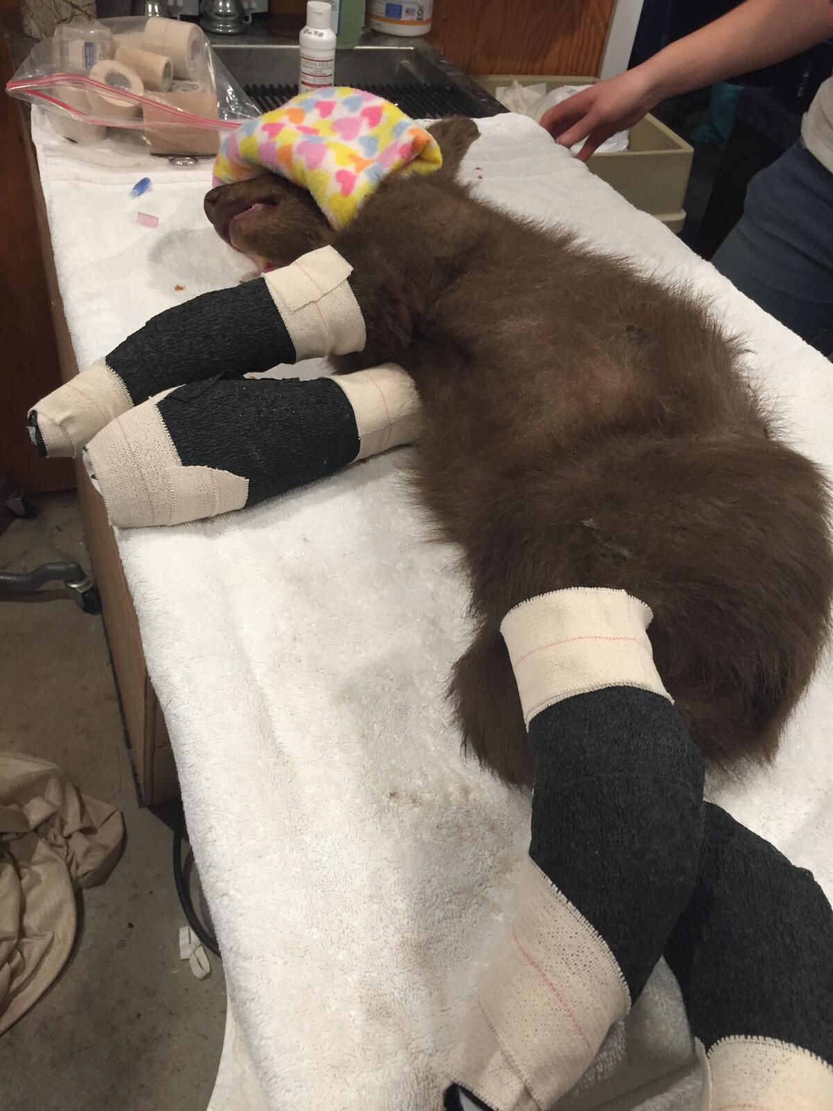 A bear lies on a table with a cloth over its face and all four paws bandaged.