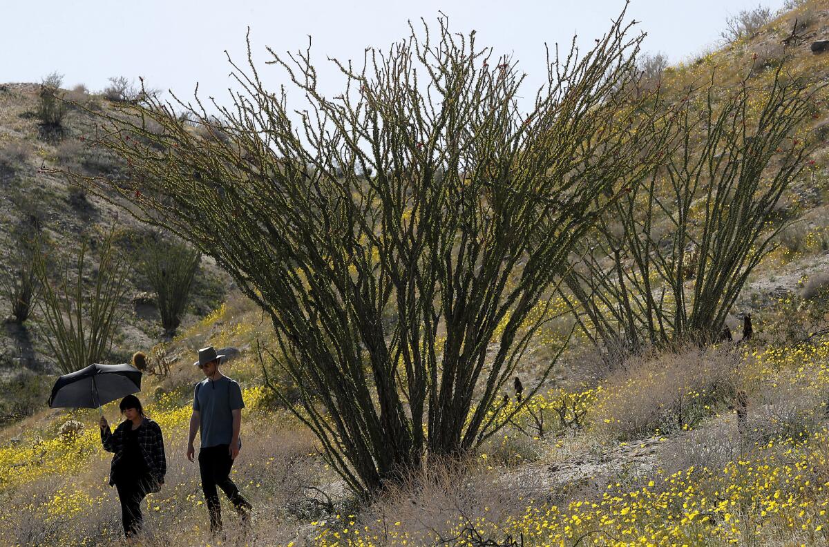 Visitors walk through a hiillside of wildflowers and ocotillos in the Texas Dip section of Anza-Borrego Desert State Park on Wednesday, Mar. 13, 2019.