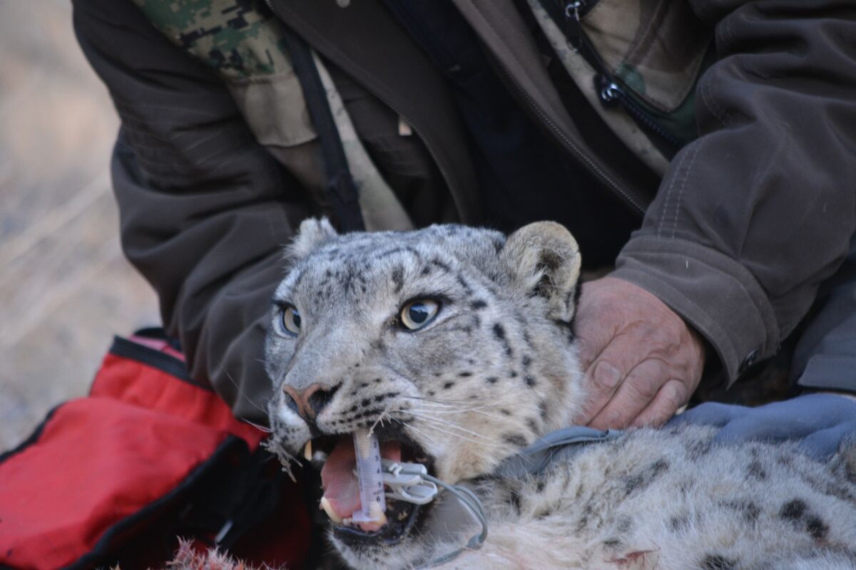 A World Wildlife Fund team inspects the female snow leopard Tengri in Mongolia.