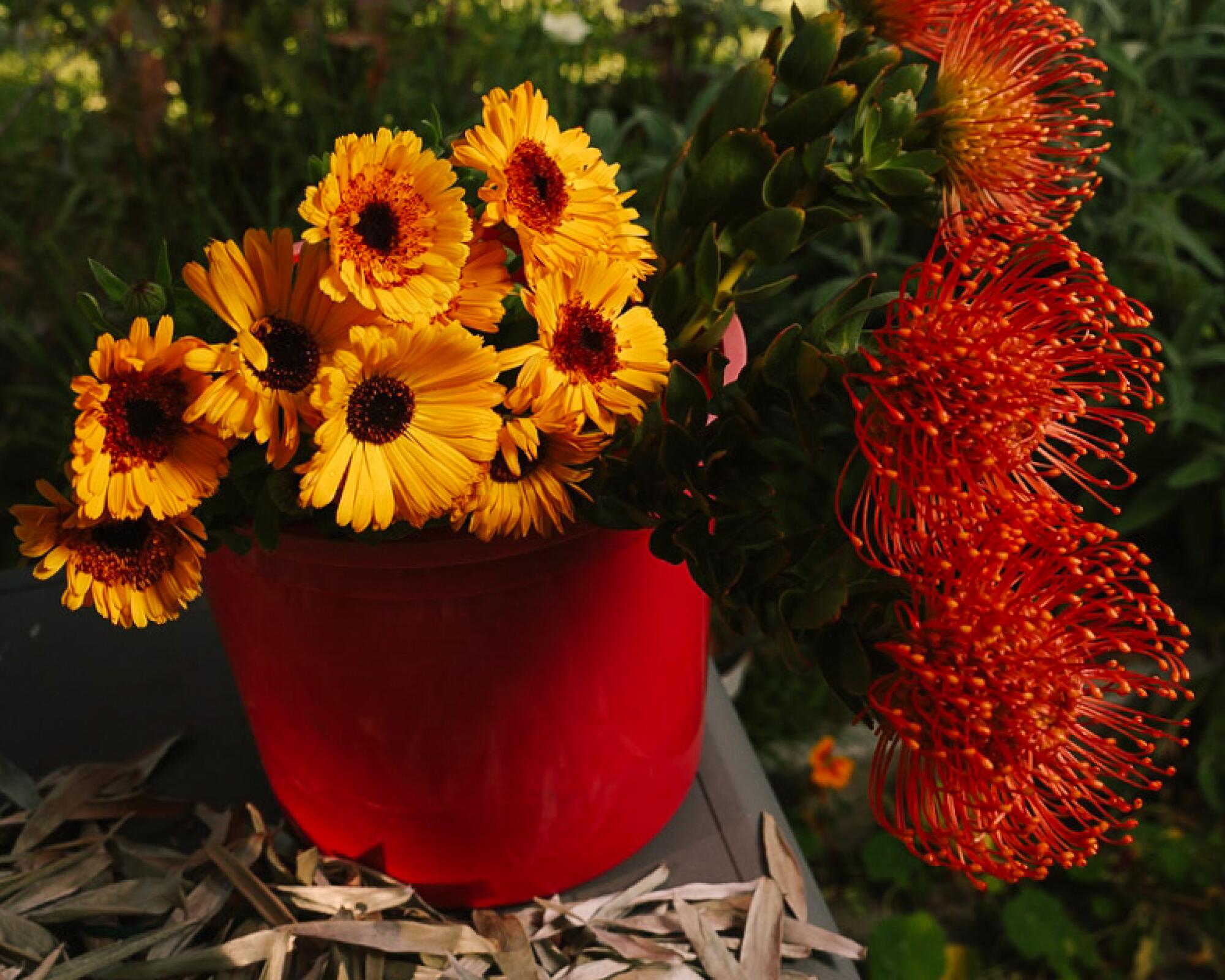 Yellow flowers and red protea in a red bucket