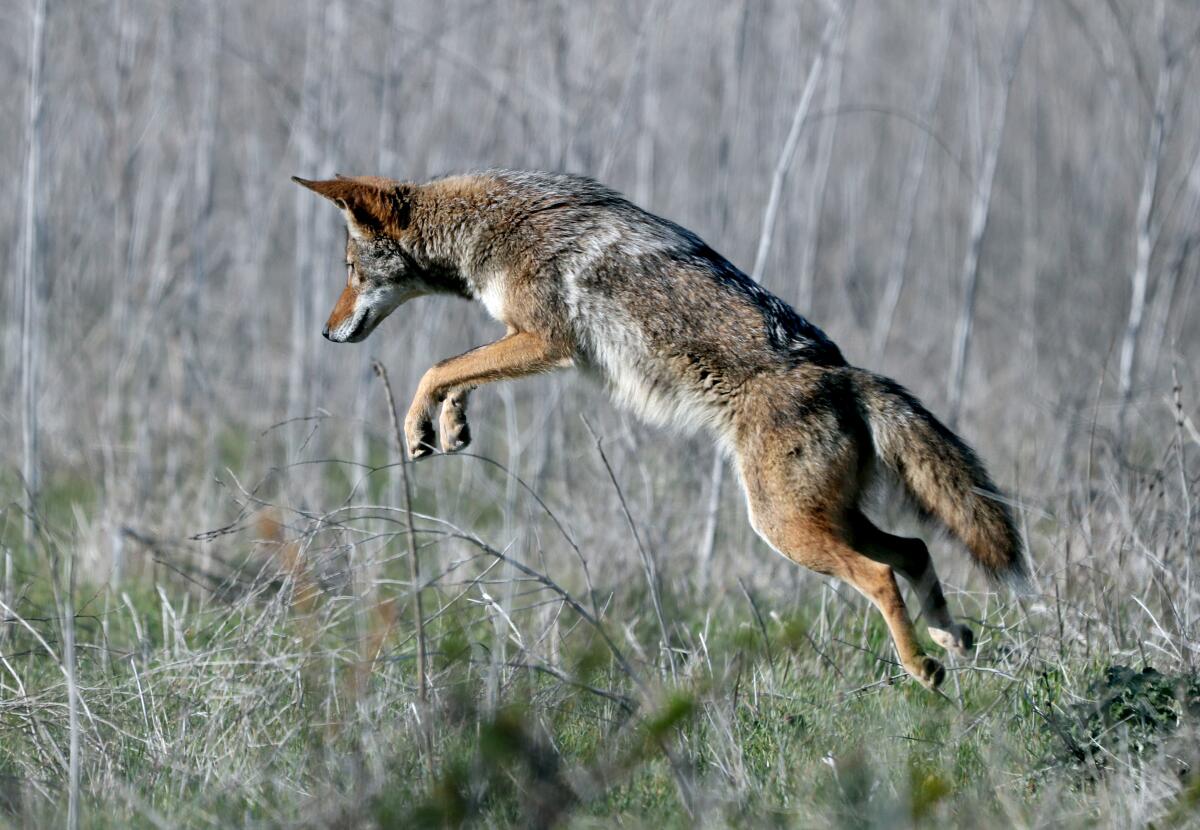 A coyote jumps in a field 
