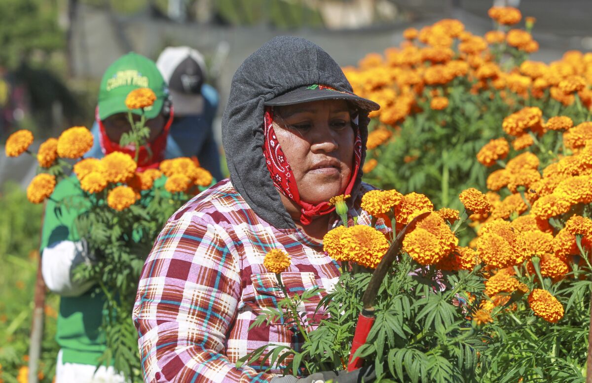 Rosaria Hernandez and other workers harvest marigolds at the Mellano & Company farm on Friday, October 25, 2019 in Oceanside.