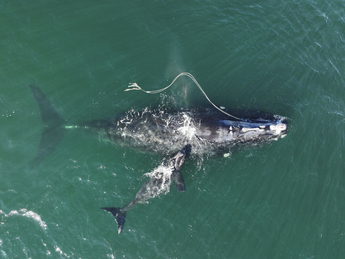 FILE - This Dec. 2, 2021, photo provided by the Georgia Department of Natural Resources shows an endangered North Atlantic right whale entangled in fishing rope being sighted with a newborn calf in waters near Cumberland Island, Ga. The federal government hasn't done enough to protect a rare species of whale from lethal entanglement in lobster fishing gear, and new rules are needed to protect the species from extinction, a judge has ruled, Friday, July 8, 2022. (Georgia Department of Natural Resources/NOAA Permit #20556 via AP)