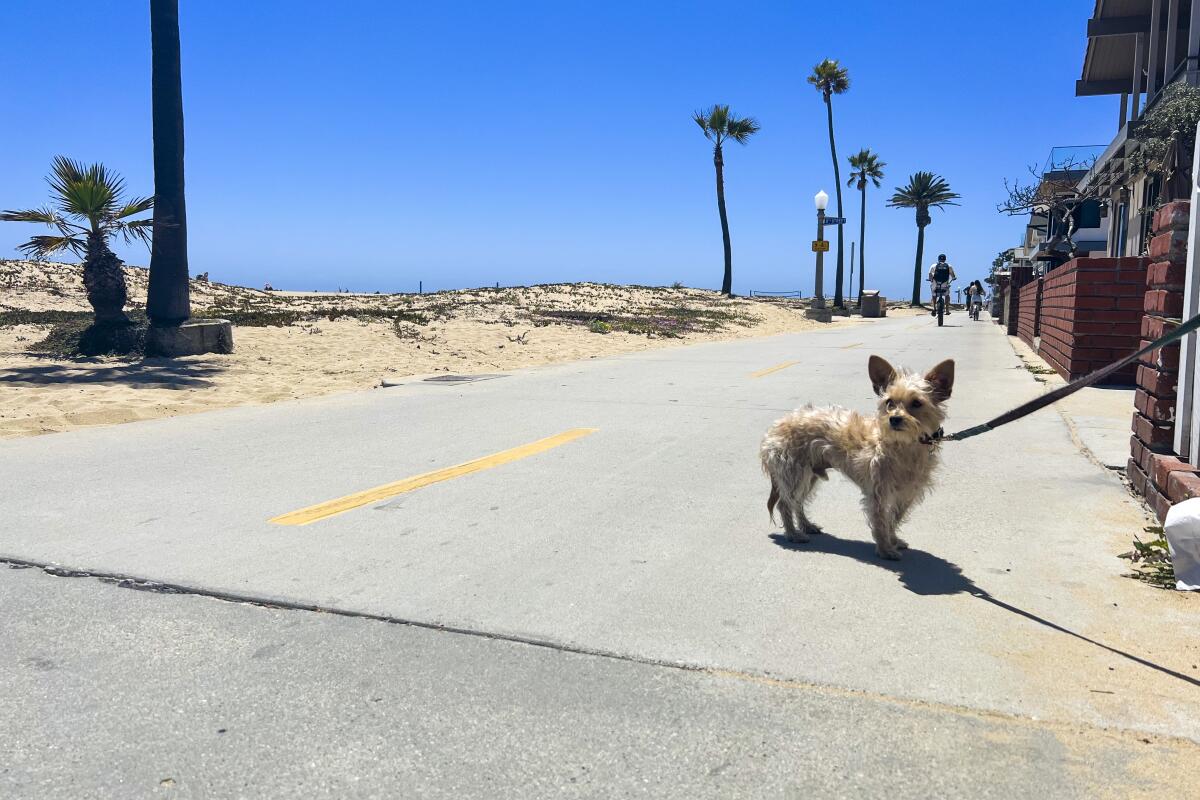 A leashed dog starring off on the paved road at Balboa Beach.