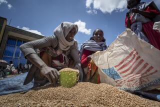 FILE - An Ethiopian woman scoops up portions of wheat to be allocated to each waiting family after it was distributed by the Relief Society of Tigray in the town of Agula, in the Tigray region of northern Ethiopia on May 8, 2021. A study by local health authorities and Mekele University in the regional capital found that hunger is now the main cause of death in Tigray, accounting for more than 68% of deaths investigated by the researchers. (AP Photo/Ben Curtis, File)