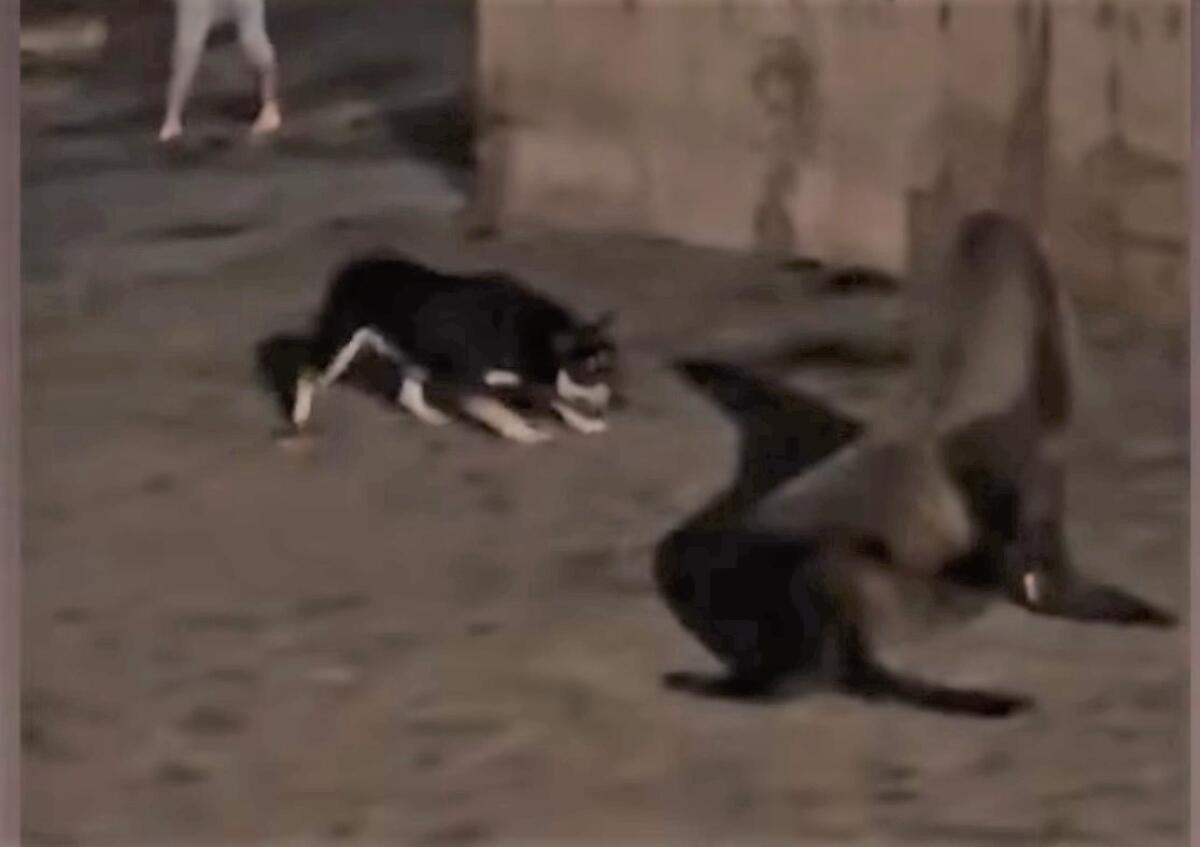 A dog and a sea lion face off in a screenshot from a video.