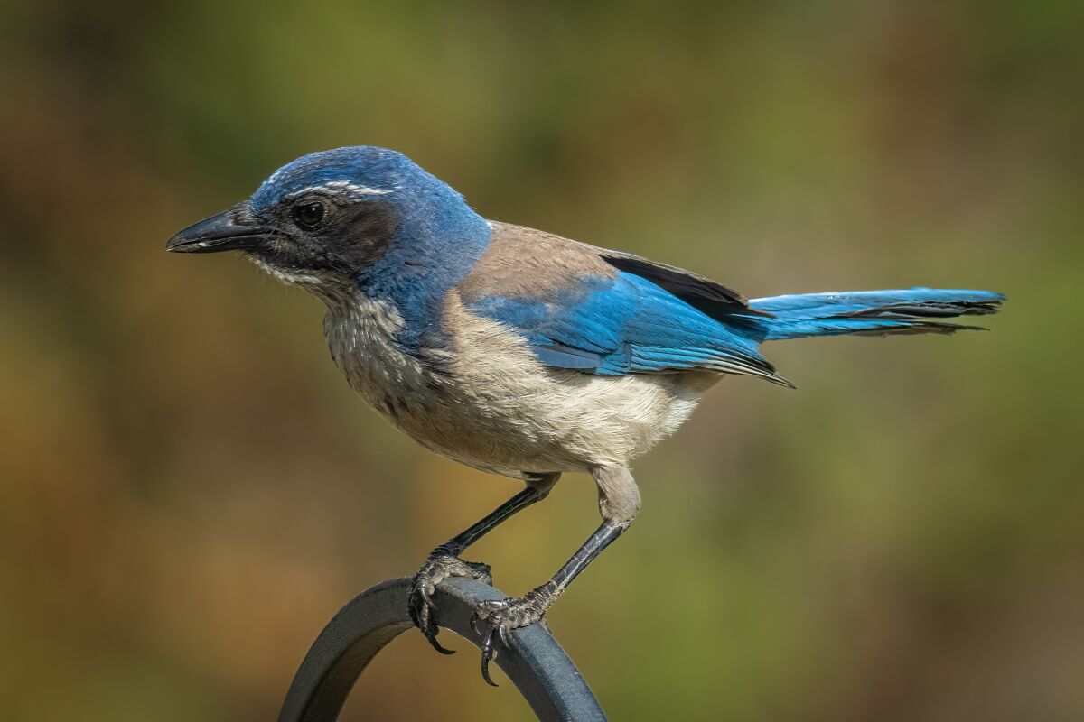This scrub jay is passionate about sunflower seeds.