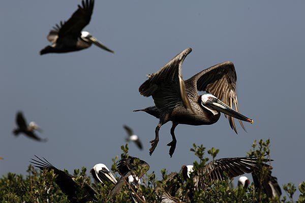 Grand Isle, La.