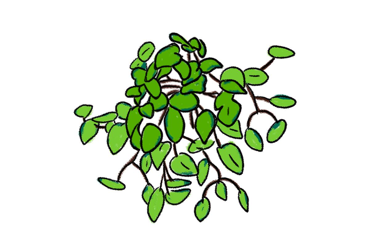 An illustration of a Pothos plant 