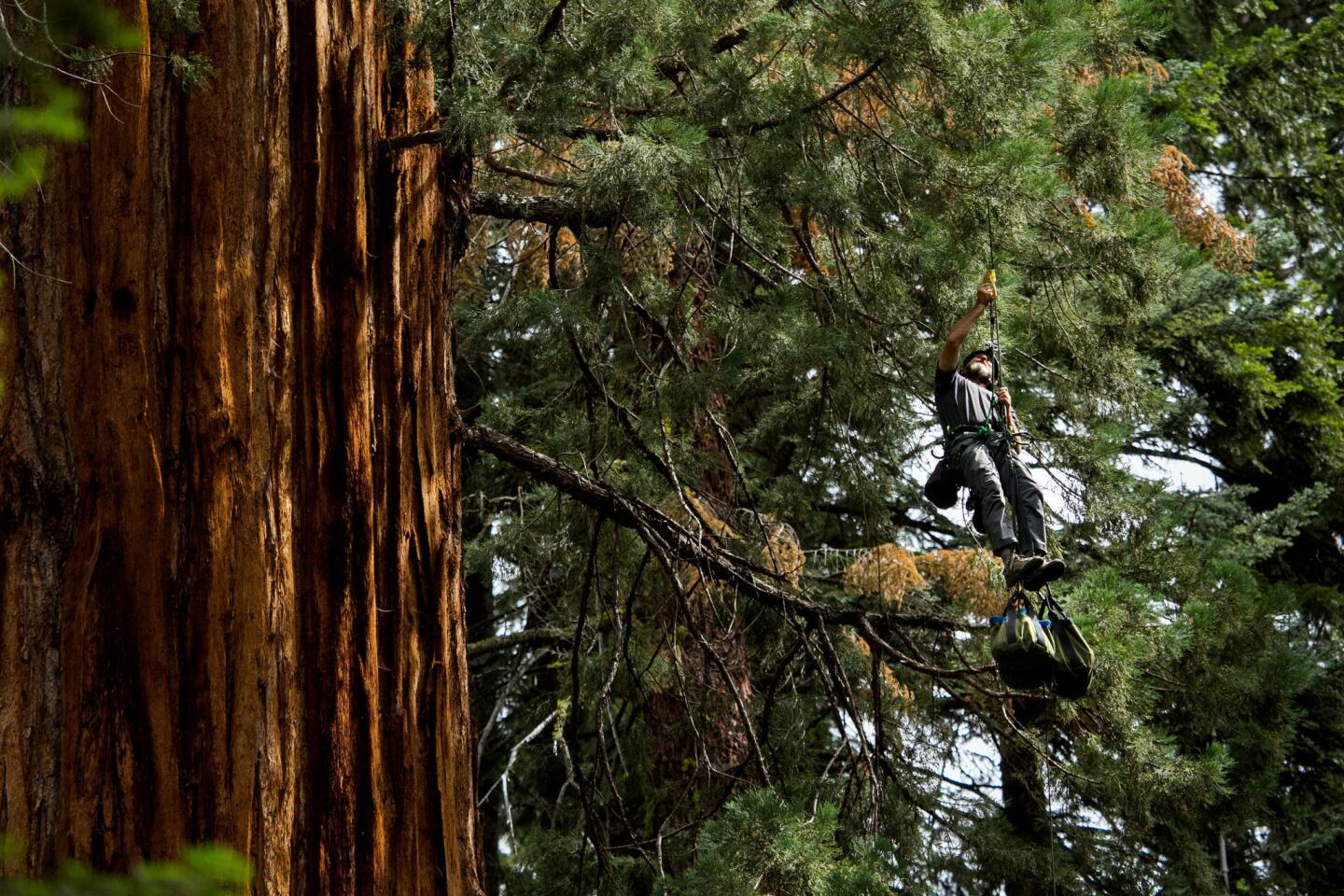 Sequoia National Park