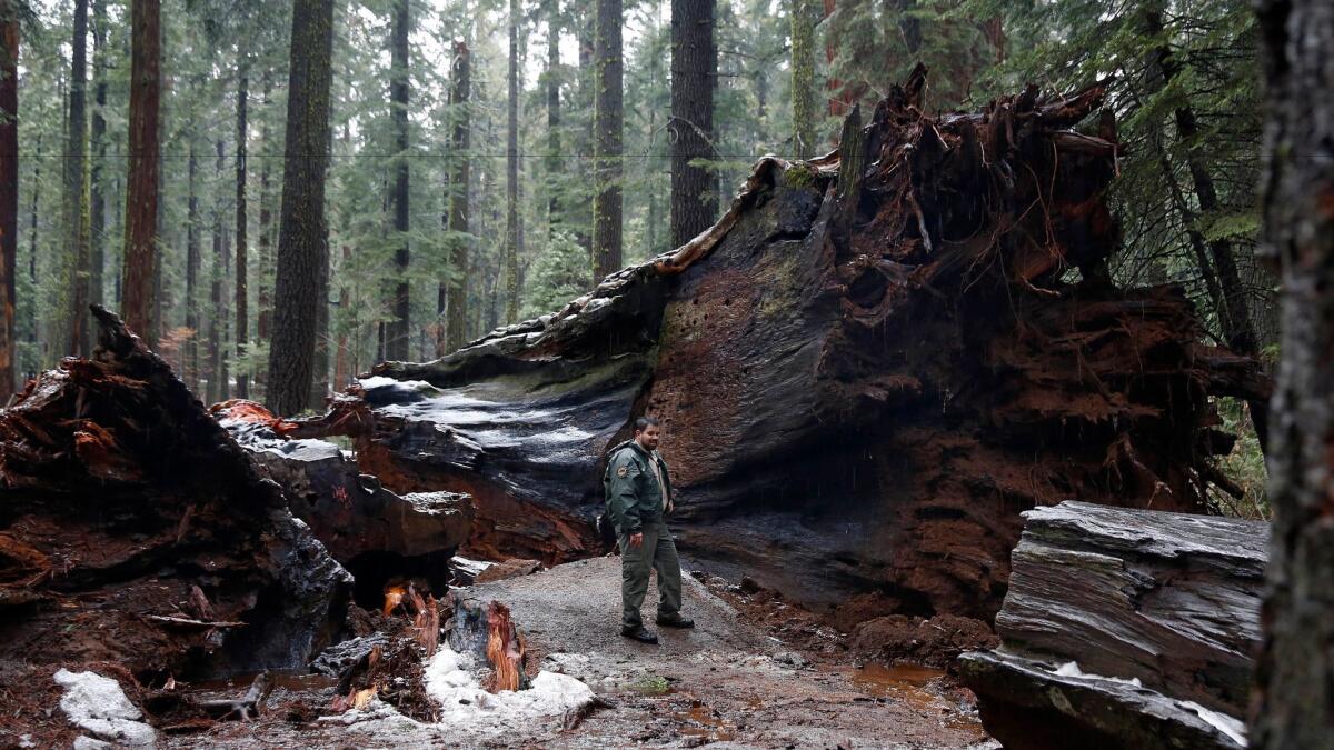 California State Parks Supervising Ranger Tony Tealdi pauses by the roots of the fallen tree.