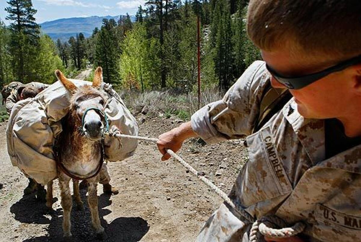 Lance Cpl. Chad Campbell tugs on the lead rope of his pack donkey, Annie, as a fellow Marine pushes from behind. The two men are taking part in a course on pack animals at the Marine Corps Mountain Warfare Training Center in the Humboldt-Toiyabe National Forest near Bridgeport, Calif. > > > Audio slide show