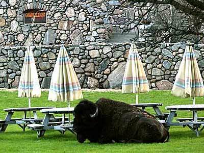 Bison at rest