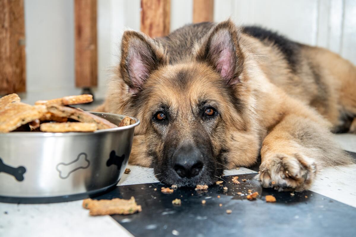 How to bake dog biscuits during lockdown. 