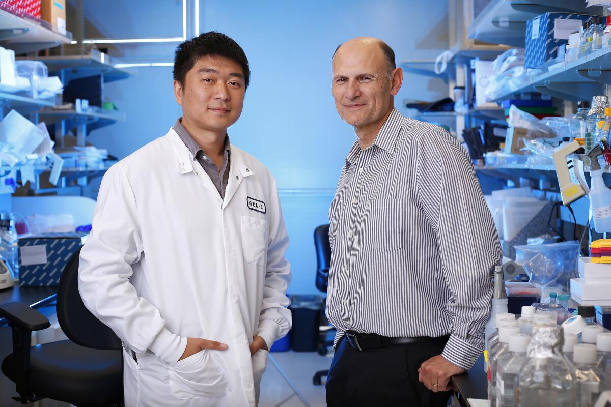 Jun Wu (izquierda) y Juan Carlos Izpisúa Bemonte forman parte del equipo que desarrolló un tipo de células madre versátil.