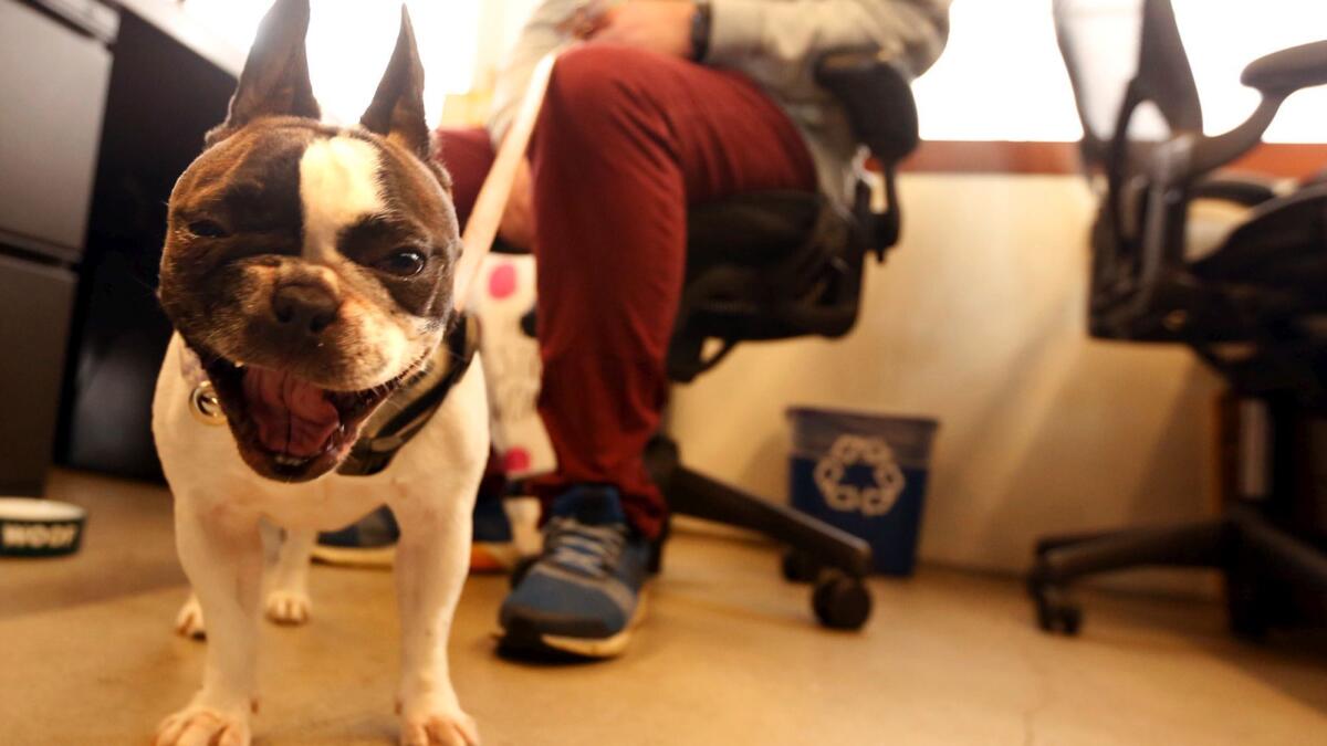 Madeleine the French bulldog at the pet-friendly 72andSunny office in Playa Vista.