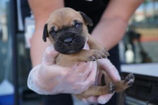 One of the nine puppies rescued along with the mom by the San Diego Humane Society.