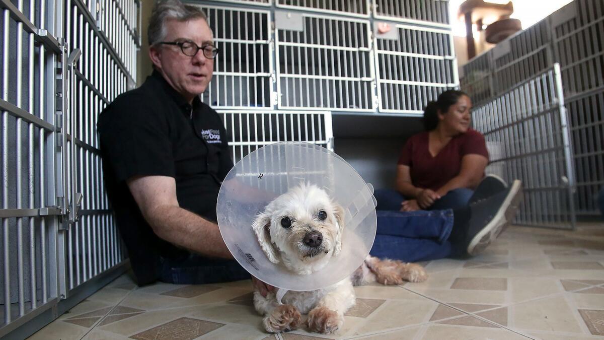Shawn Buckley checks on Willie, a poodle mix with a badly injured leg, at the Newport Beach animal shelter on Friday. Buckley's Costa Mesa-based Just Food for Dogs has started a nonprofit arm to pay for expensive medical procedures for shelter and rescue animals.