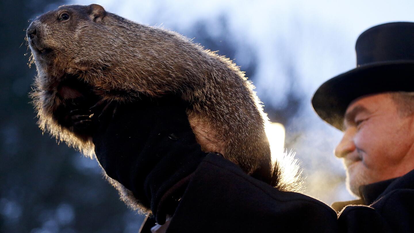 Groundhog Club handler John Griffiths holds Punxsutawney Phil, the weather predicting groundhog, during the annual celebration of Groundhog Day on Gobbler's Knob in Punxsutawney, Pa. on Feb. 2, 2017.