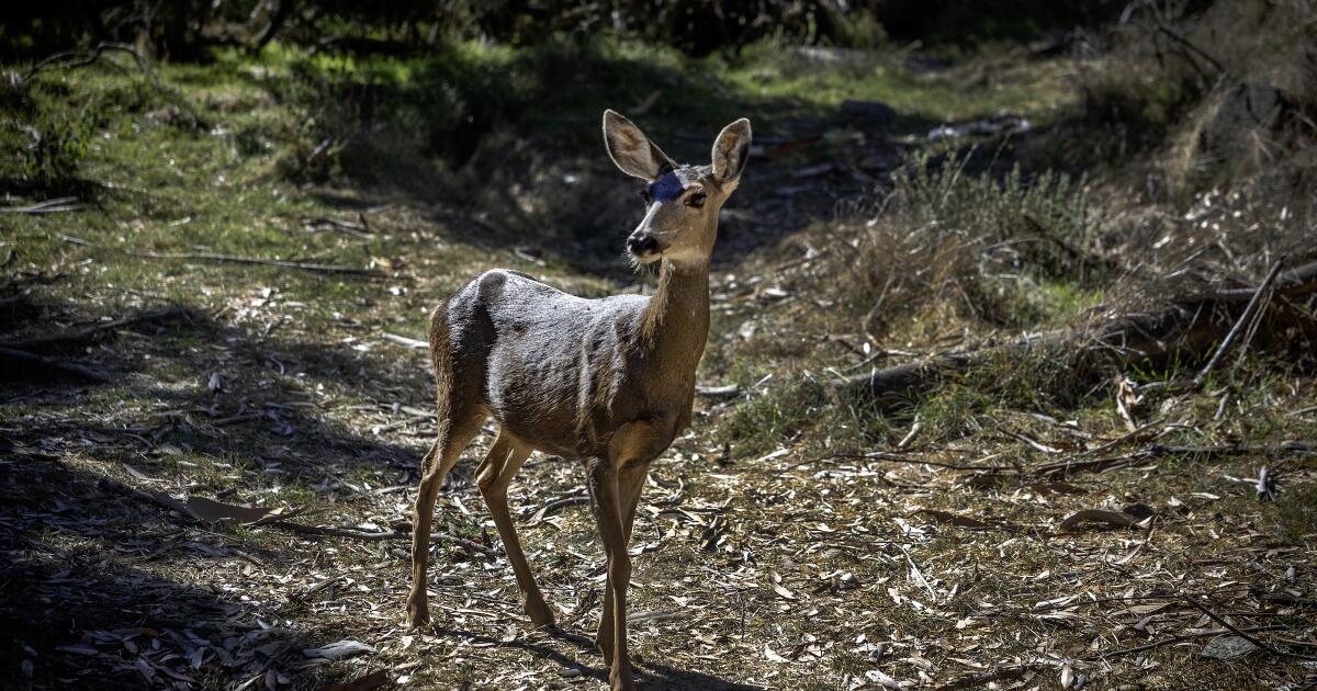 Catalina Island's deer will be killed to restore its ecosystem