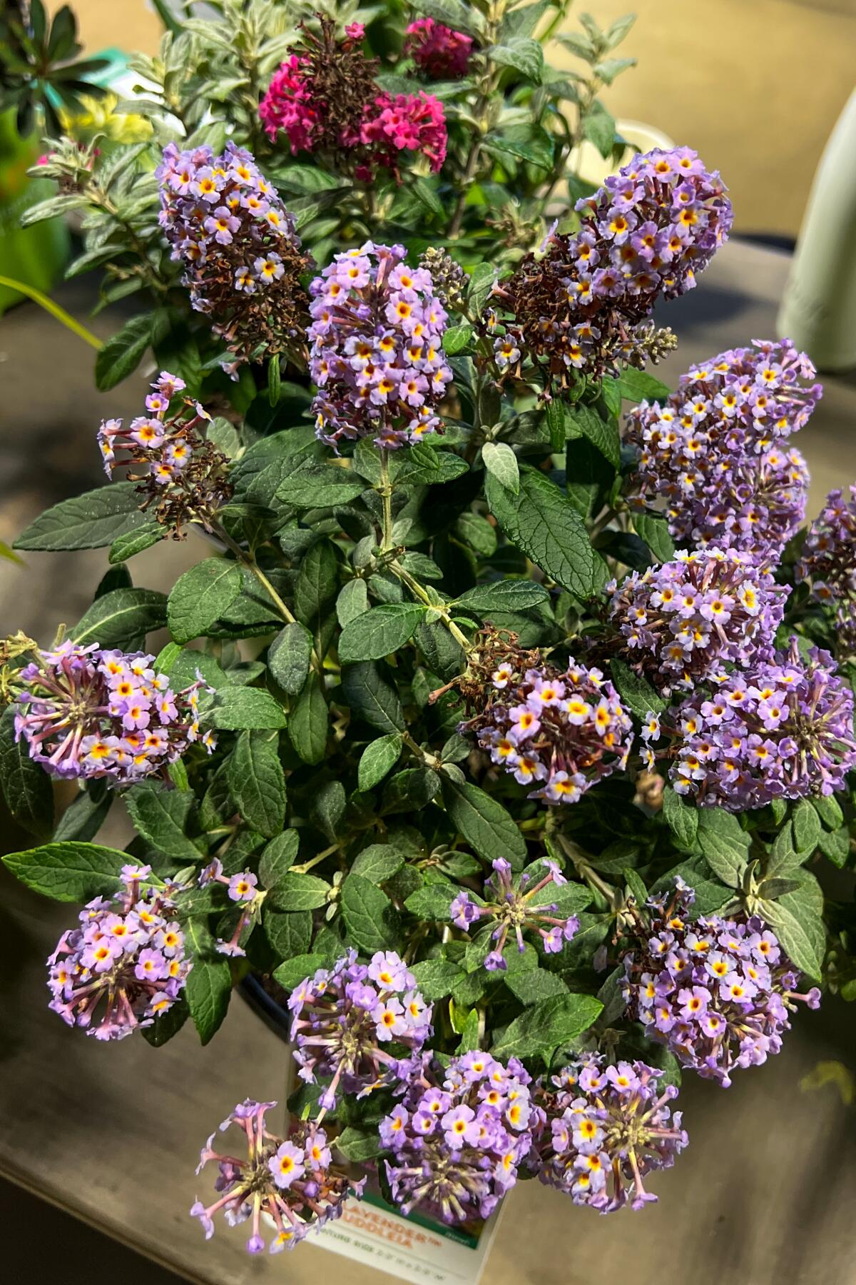 A small plant covered with violet puffy blooms
