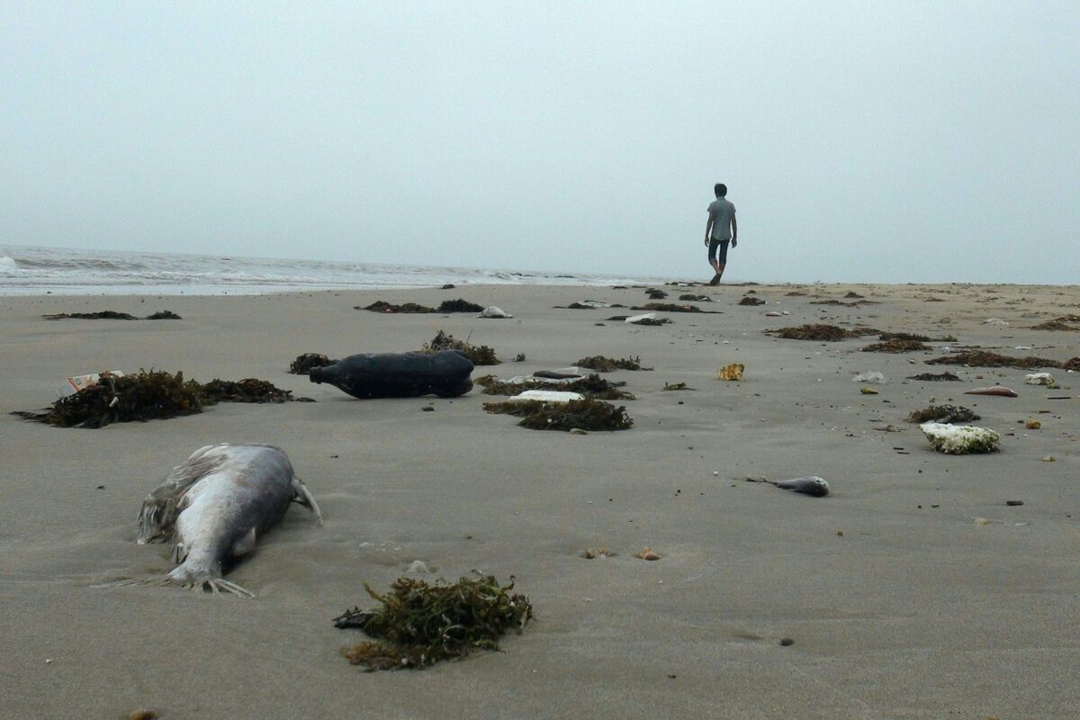 This picture taken on April 20, 2016 shows a man walking among dead fish lying on a beach in Quang Trach district in Vietnam's central coastal province of Quang Binh.