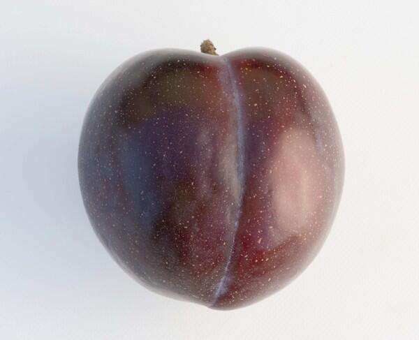 Peach-apricot-plum hybrid