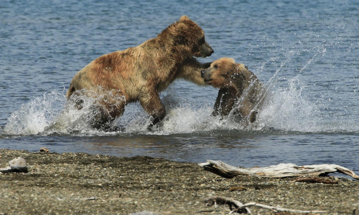 The coastal brown bears of Brooks Camp, Alaska