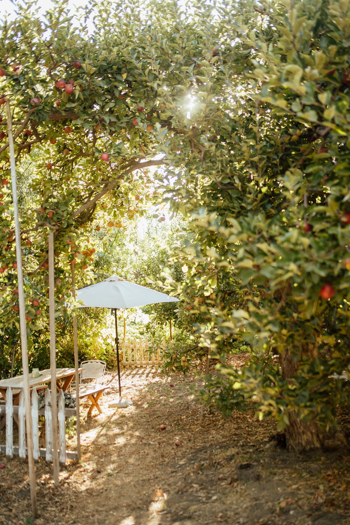 Sun filters through the upper branches of apple trees, with a white umbrella and seating area in the center of the photo