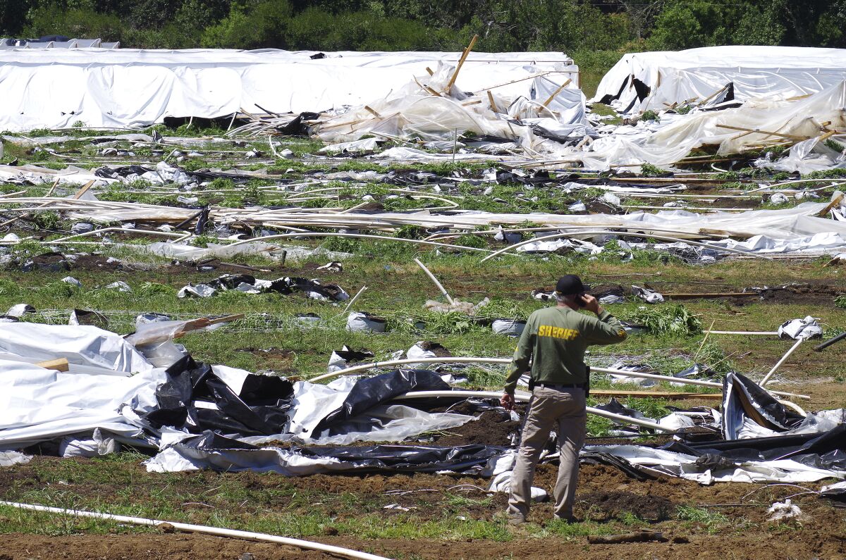 FILE - Josephine County Sheriff Dave Daniel stands amid the debris of plastic hoop houses destroyed by law enforcement, used to grow cannabis illegally, near Selma, Ore., on June 16, 2021. Foreign drug cartels that established illegal outdoor marijuana farms in Oregon last year are expanding to large indoor grows, a state police official said Thursday, May 12, 2022. (Shaun Hall/Grants Pass Daily Courier via AP, File)/