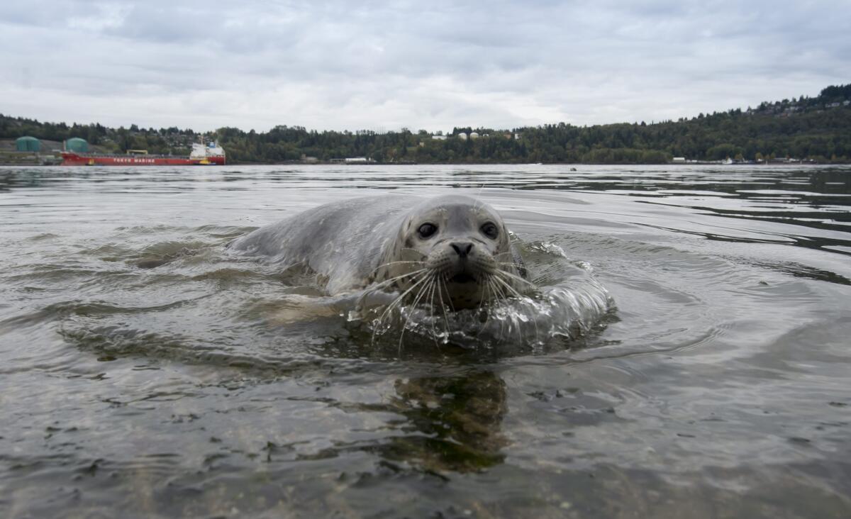 A seal at Cates Park in North Vancouver, Canada. Activists say more than 2 million seals have been killed since 2002 — primarily for their fur, with 98% of them under 3 months old.