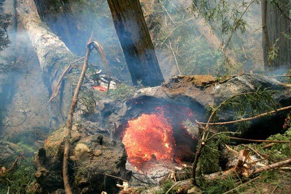 Redwood tree burns