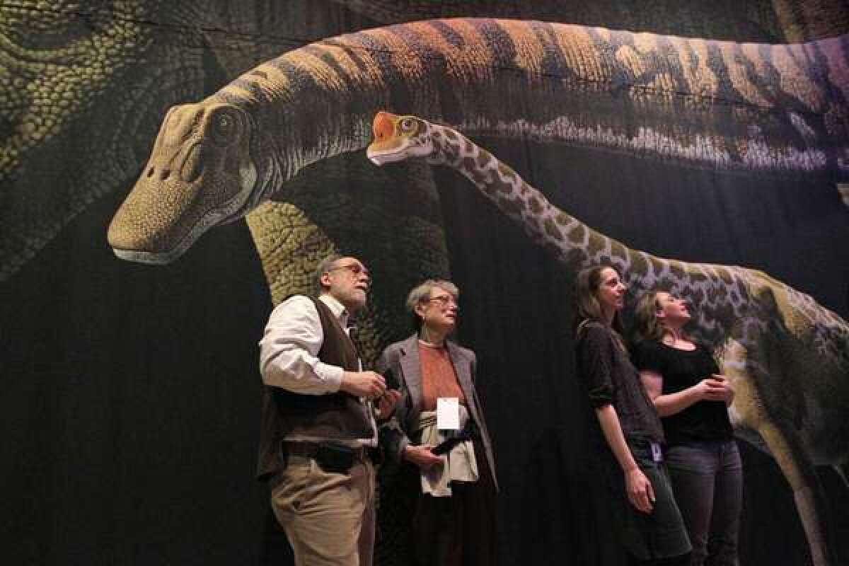 Visitors at the American Museum of Natural History in New York City look at models of the sauropod Mamenchisaurus. Researchers debate whether modern depictions of how sauropods held their long necks are accurate or not.