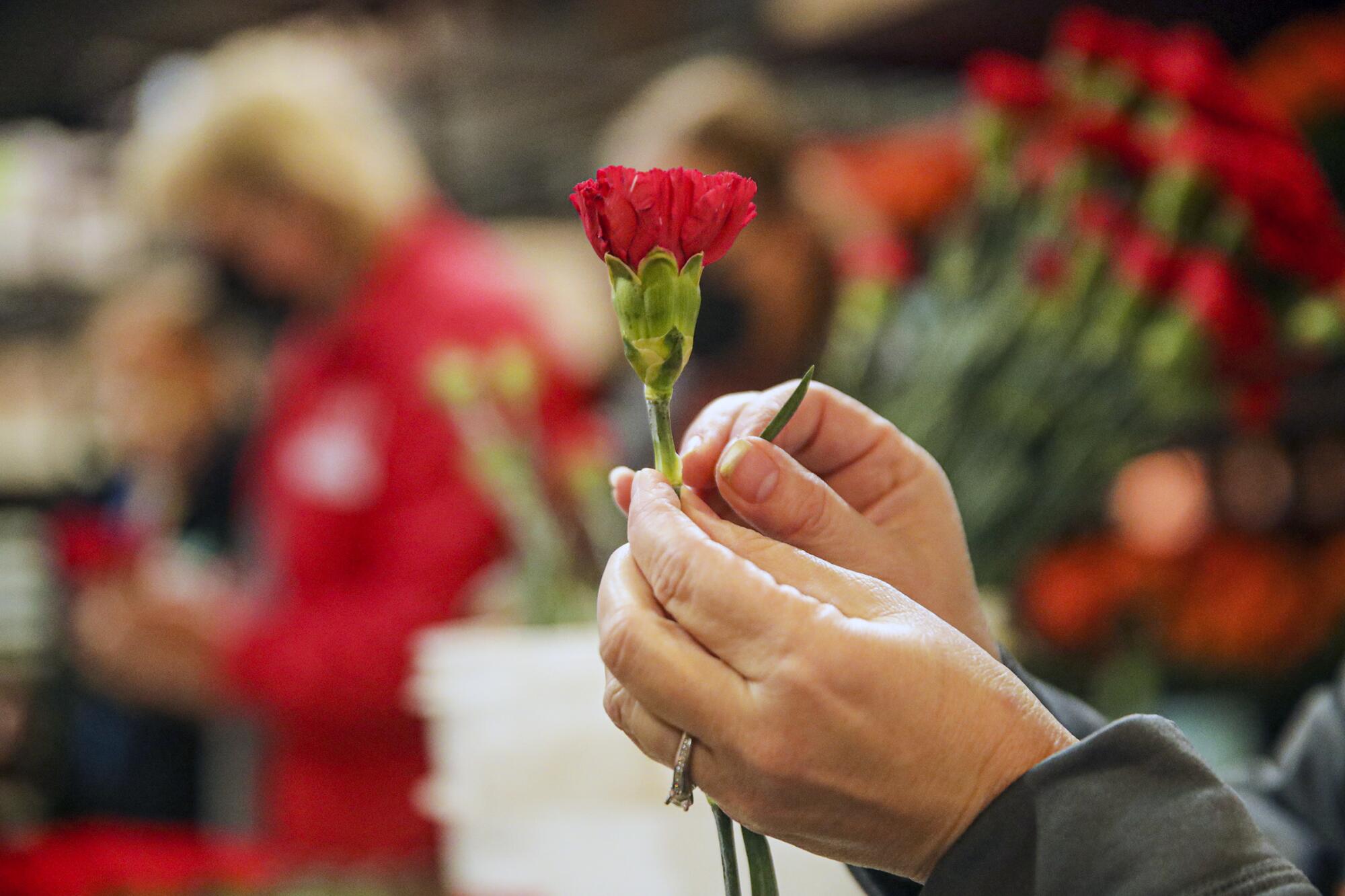 A woman holds a red carnation.