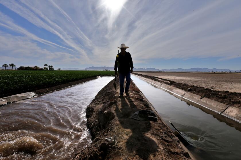 Irrigation channels near Yuma, Ariz. At left is a cotton field.
