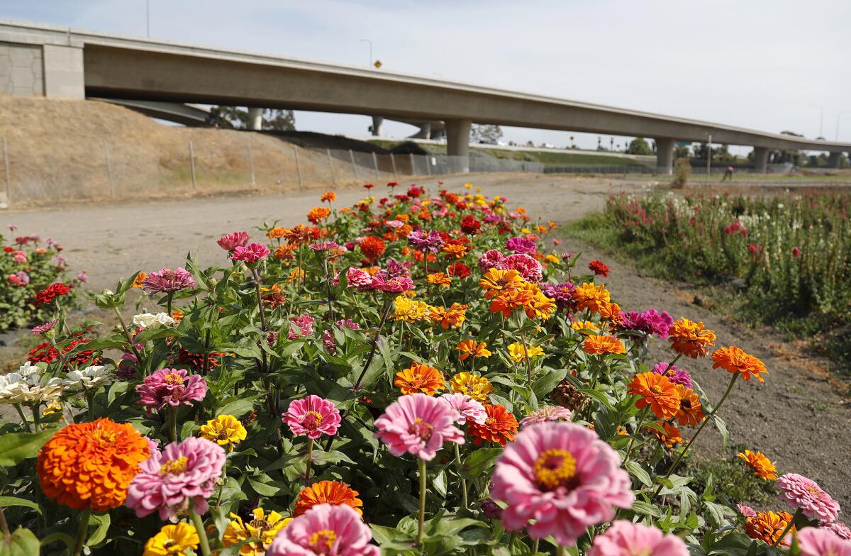 A variety of colorful zinnias grow adjacent to the crowded 55 freeway offramp on the Sakioka family fields in Costa Mesa. 