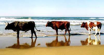 Cattle walk along Mbotyi Beach.