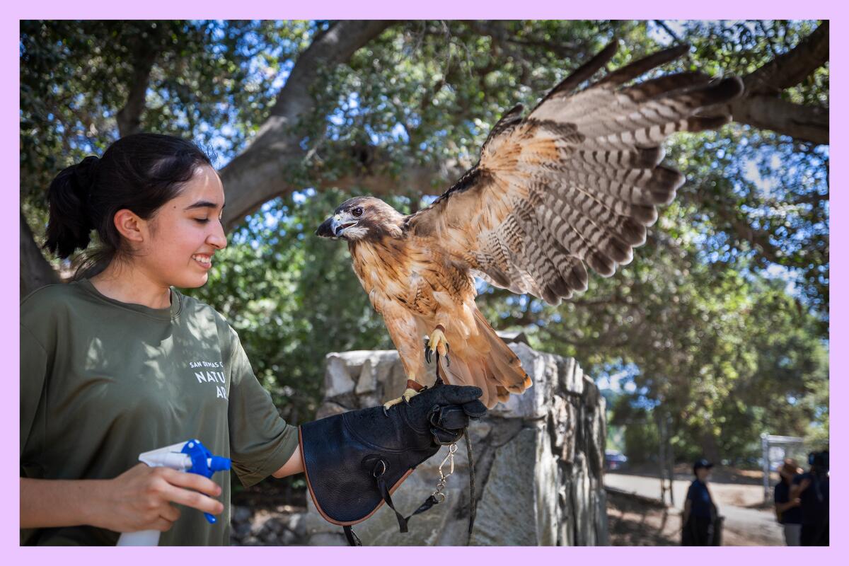 A park aid with San Dimas Canyon Natural Area cools off a hawk with a spray bottle while holding it with a gloved hand.