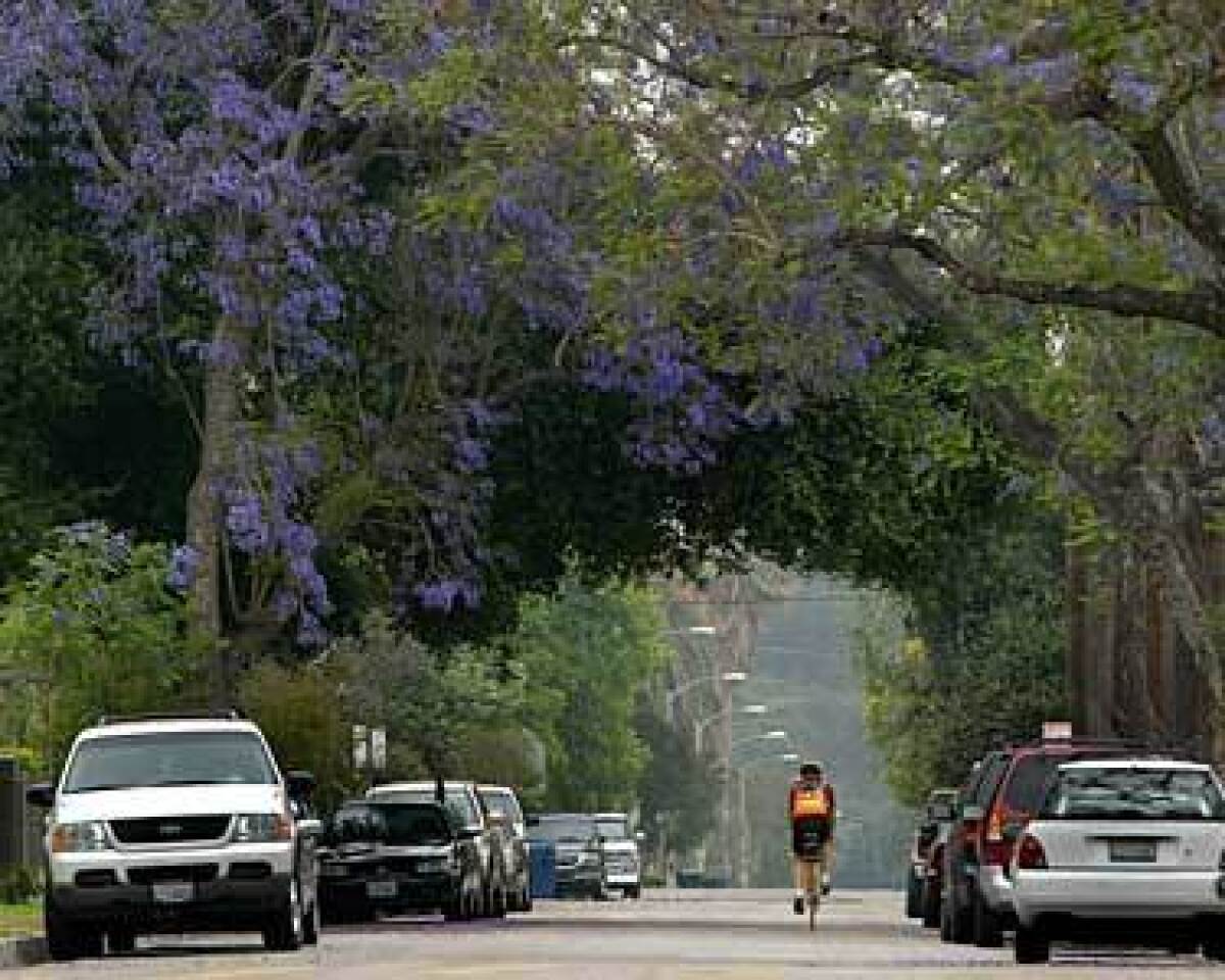 Monrovia is noted for streets lined with trees, like these jacarandas.