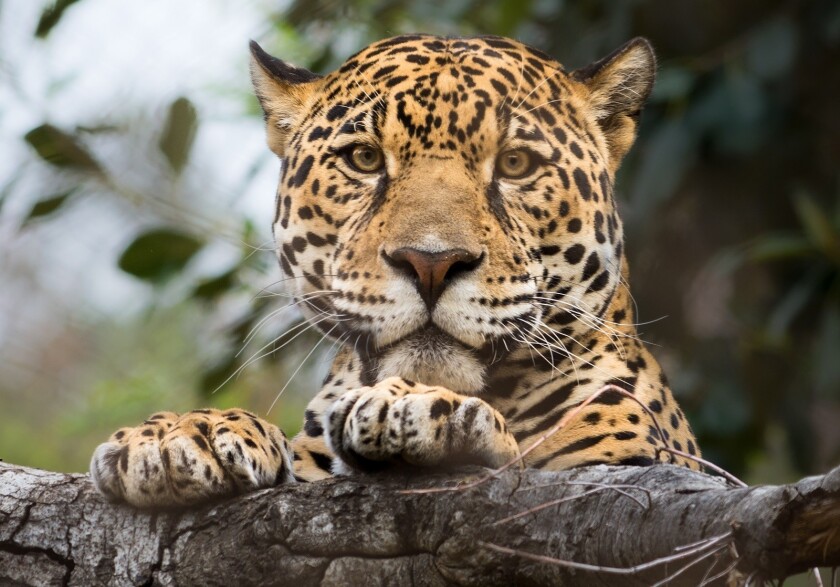 A jaguar perches on a branch at the Los Angeles Zoo