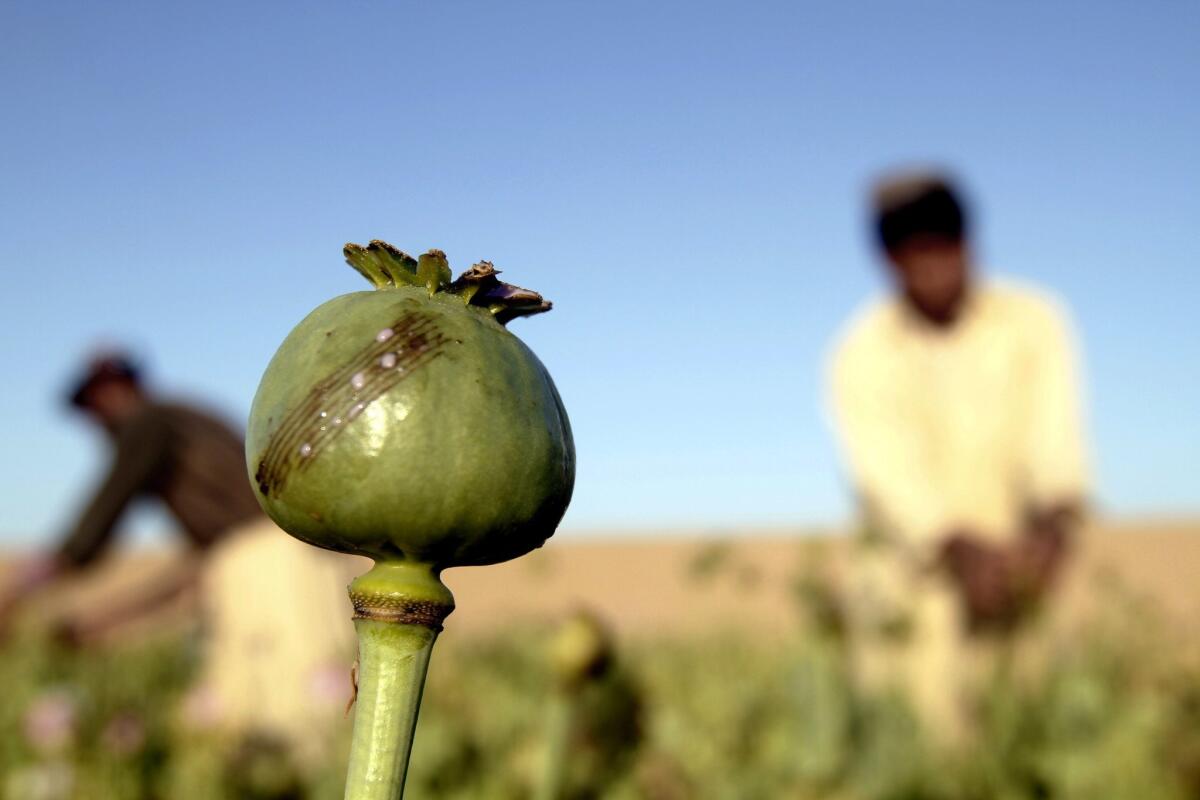 Scientists are getting closer to understanding how to produce opium in yeast -- making it unnecessary to depend on poppies to produce heroin, morphine and other drugs. The advance will foster the development of better pain relievers and other useful compounds, some say -- but could also make it possible for people to make addictive opiates at home. Here, Afghan farmers harvest raw opium at a poppy field in Afghanistan in April.