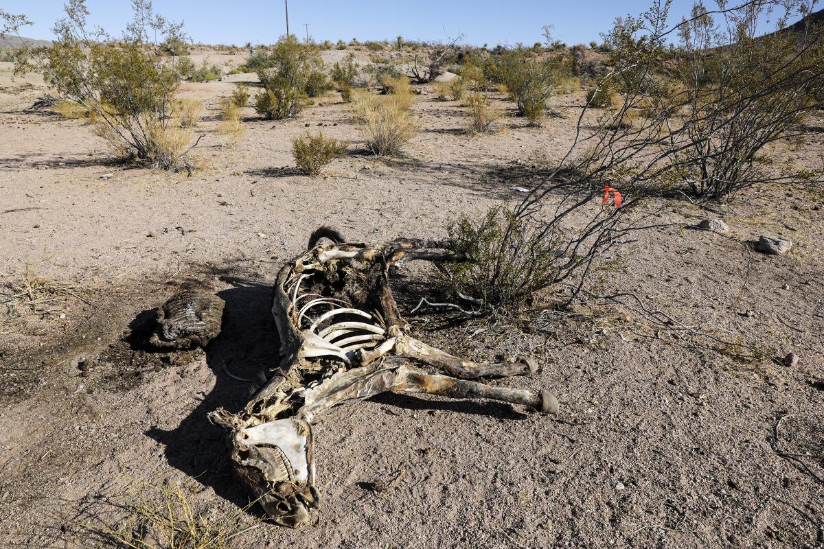 One set of the skeletal remains of burros lies in the desert.