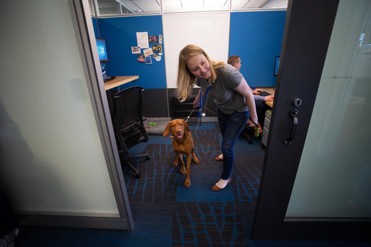 Agata Skora, manager of Vendor Management/Toys at Amazon, and her dog, Manu, peeks around the corner of her cubicle for their friends in the South Lake Union neighborhood of Seattle.